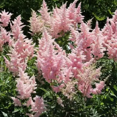 Астильба ГЛИТТЕР ЭНД ГЛАМУР китайская в Молодечно