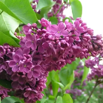 Сирень ДЕНЬ ПОБЕДЫ в Молодечно