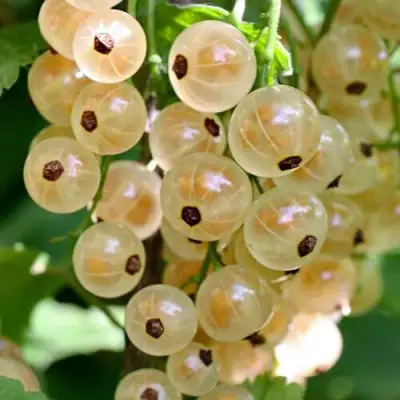 Смородина белая ВИКСНЕ БЕЛАЯ в Молодечно