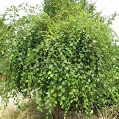 Береза САММЕР КАСКАД черная в Молодечно