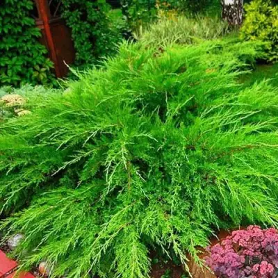 Можжевельник МИНТ ДЖУЛЕП средний в Молодечно