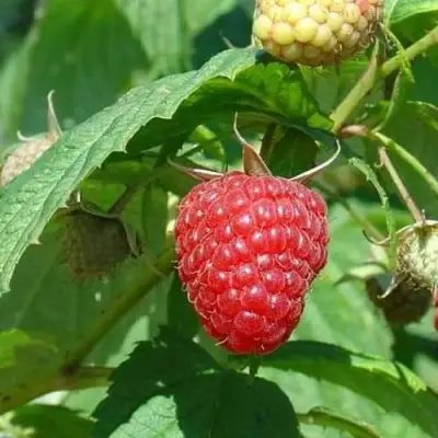 Малина КВЕЛЛИ в Молодечно