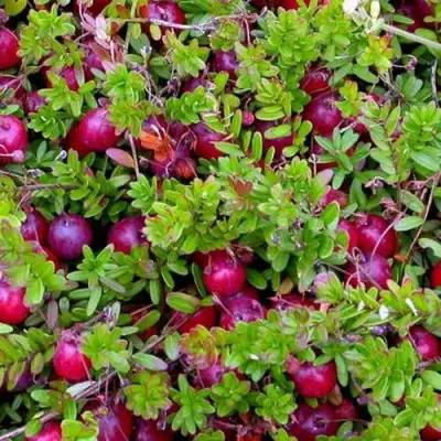 Клюква ПИЛИГРИМ в Молодечно