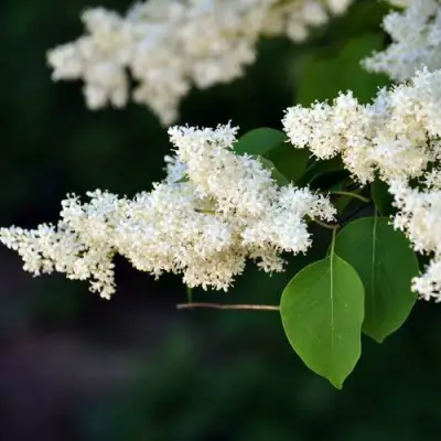 Сирень АМУРСКАЯ в Молодечно
