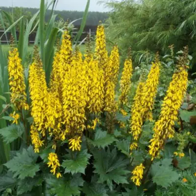 Бузульник ПРЖЕВАЛЬСКОГО в Молодечно