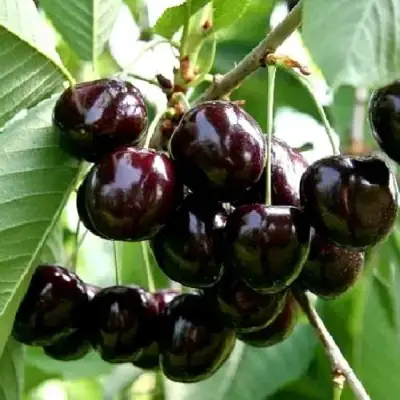 Дюк НОЧКА в Молодечно