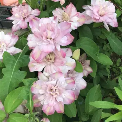 Клематис ИННОСЕНТ БЛАШ в Молодечно