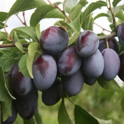 Слива РЕНКЛОД в Молодечно