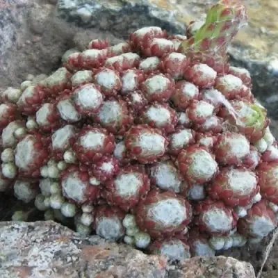 Молодило ГНАФАЛИУМ в Молодечно