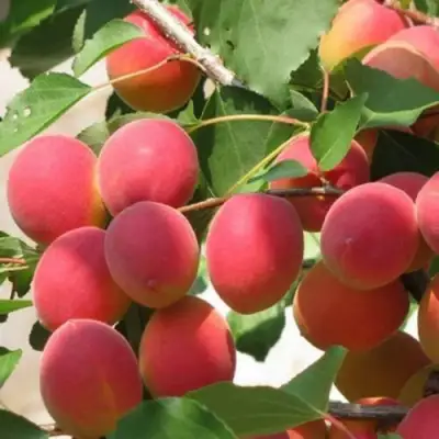 Абрикос РУБИН в Молодечно