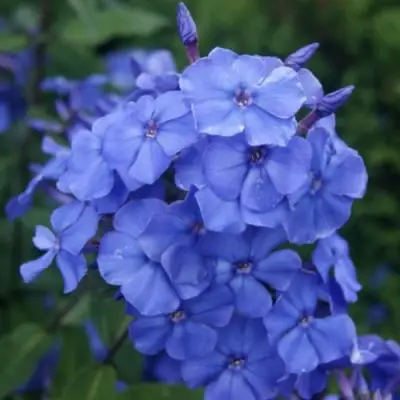 саженцы флокса