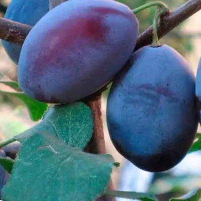 Слива СМОЛИНКА в Молодечно