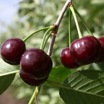 Вишня ЖАДАНА в Молодечно