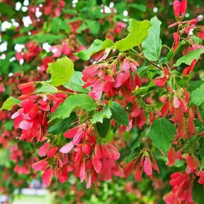 Клен татарский в Молодечно