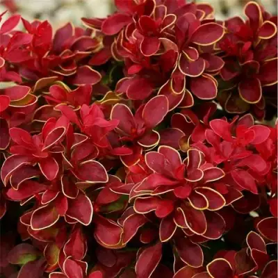 Барбарис РЕД ХОТ ЧИЛИ тунберга в Молодечно