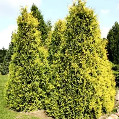 Туя САЛЛАНД западная в Молодечно