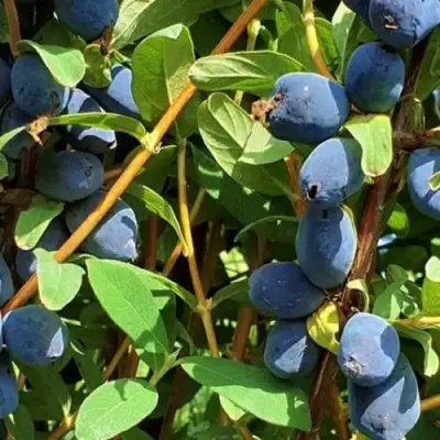 Жимолость съедобная КЛУБНИЧНАЯ СЕНСАЦИЯ в Молодечно