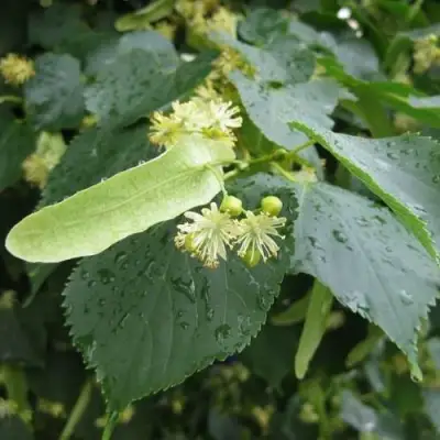 Липа мелколистная в Молодечно