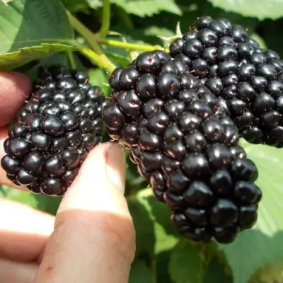 Ежевика НАТЧЕЗ бесшипная  в Молодечно