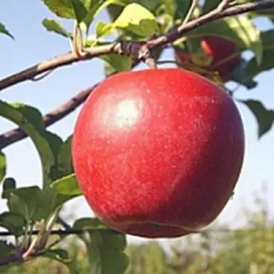 Яблоня ЛИГОЛ в Молодечно