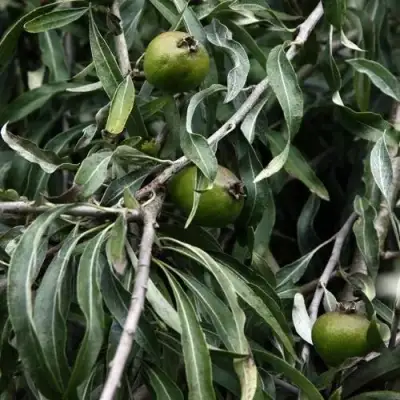 Груша ИВОЛИСТНАЯ в Молодечно