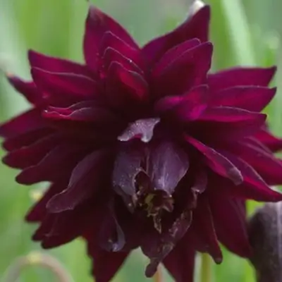 Аквилегия БАРЛОУ БОРДО обыкновенная в Молодечно