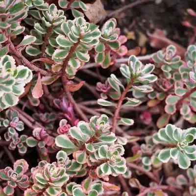 Очиток (седум) ТРИКОЛОР ложный в Молодечно