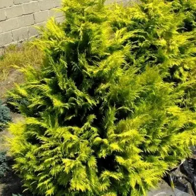 Кипарисовик ГОЛДЕН ВОНДЕР лавсона в Молодечно