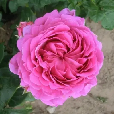 Роза АНУШКА чайно-гибридная в Молодечно