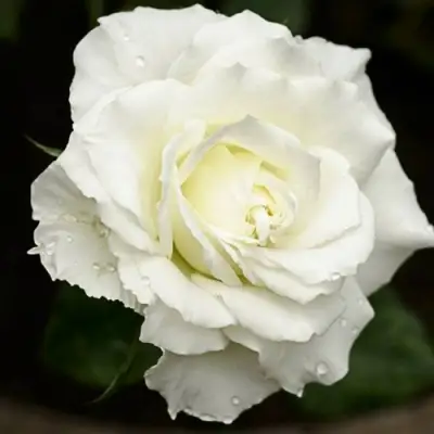 Роза МОНДИАЛЬ чайно-гибридная в Молодечно