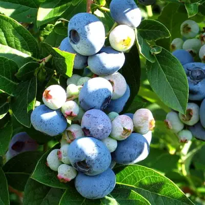 Голубика ВЕЙМУТ в Молодечно