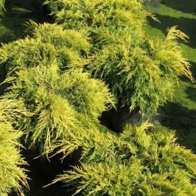 Можжевельник КИНГ ОФ СПРИНГ средний в Молодечно