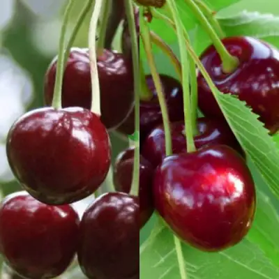 Комплект ВИШНЕВЫЙ ТАНДЕМ в Молодечно