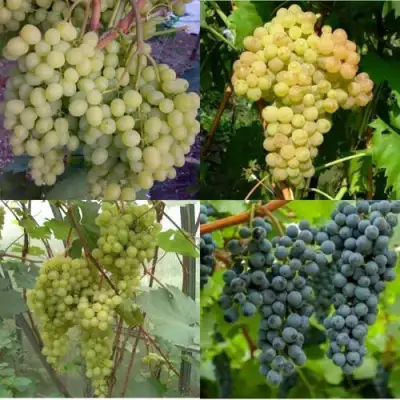 Комплект ВИНОГРАДНАЯ РАДУГА в Молодечно