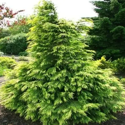 Кипарисовик САНКИСТ лавсона в Молодечно