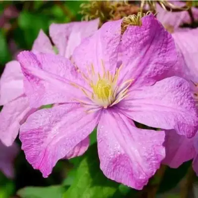 Клематис КОМТЕСС ДЕ БУШО в Молодечно