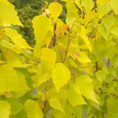 Берёза ГОЛДЕН ОБЕЛИСК повислая  в Молодечно