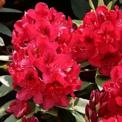 Рододендрон МАТАДОР в Молодечно