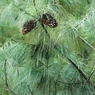 Сосна АРМАНДИ в Молодечно