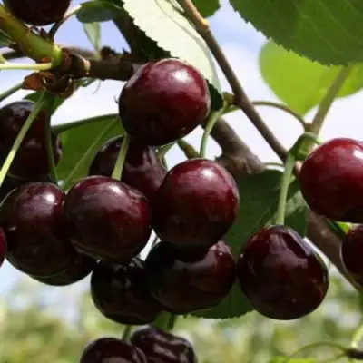 Дюк ИВАНОВНА в Молодечно