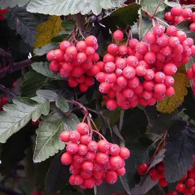 Рябина БОЯРЫШНИКОПЛОДНАЯ сладкоплодная в Молодечно