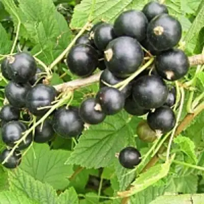 Смородина чёрная ЧЁРНЫЙ АИСТ в Молодечно