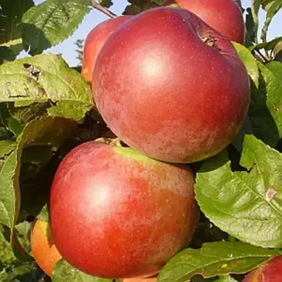 Яблоня АКСАМИТ в Молодечно