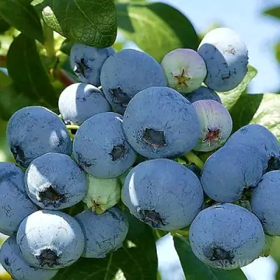 Голубика НУИ в Молодечно