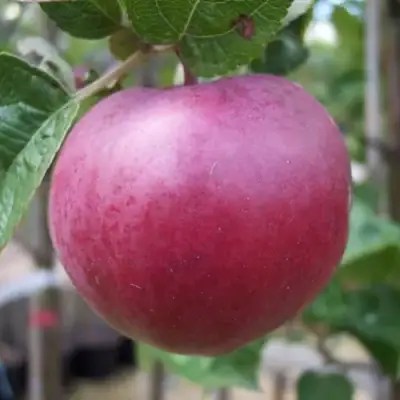 Яблоня НОРИС в Молодечно