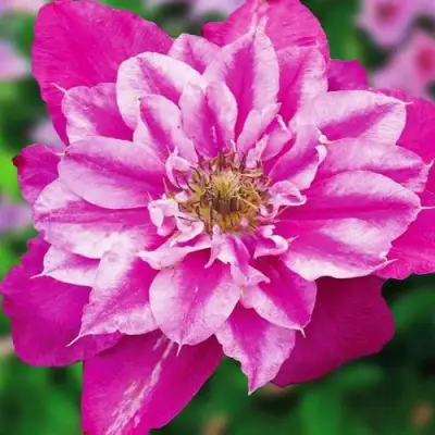 Клематис МАЙ ДАРЛИНГ  в Молодечно