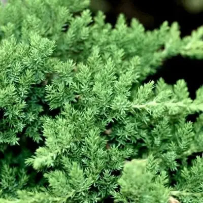 Можжевельник НАНА лежачий в Молодечно