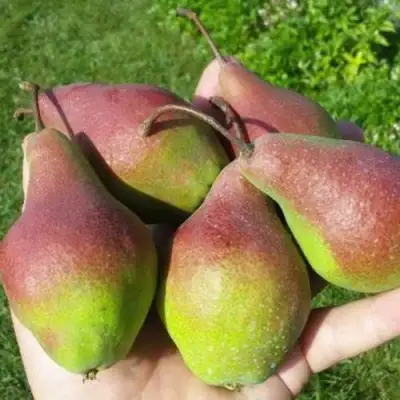 Груша ЯКОВЛЕВСКАЯ в Молодечно