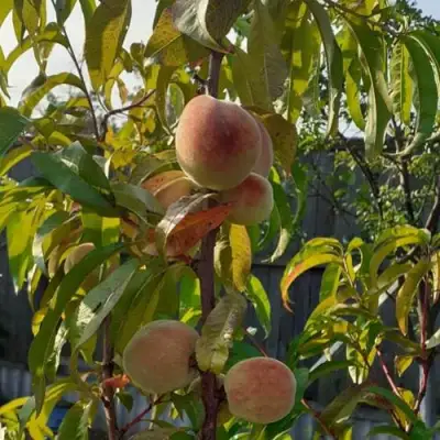 Персик ЕЛГАВСКИЙ в Молодечно