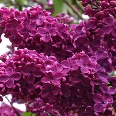 Сирень ЧАРЛЬЗ ДЖОЛИ в Молодечно